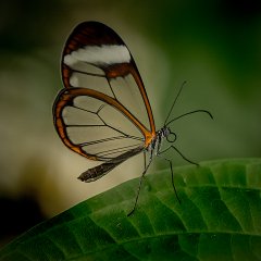 Dave Cowsill - Glasswing - Commended.jpg